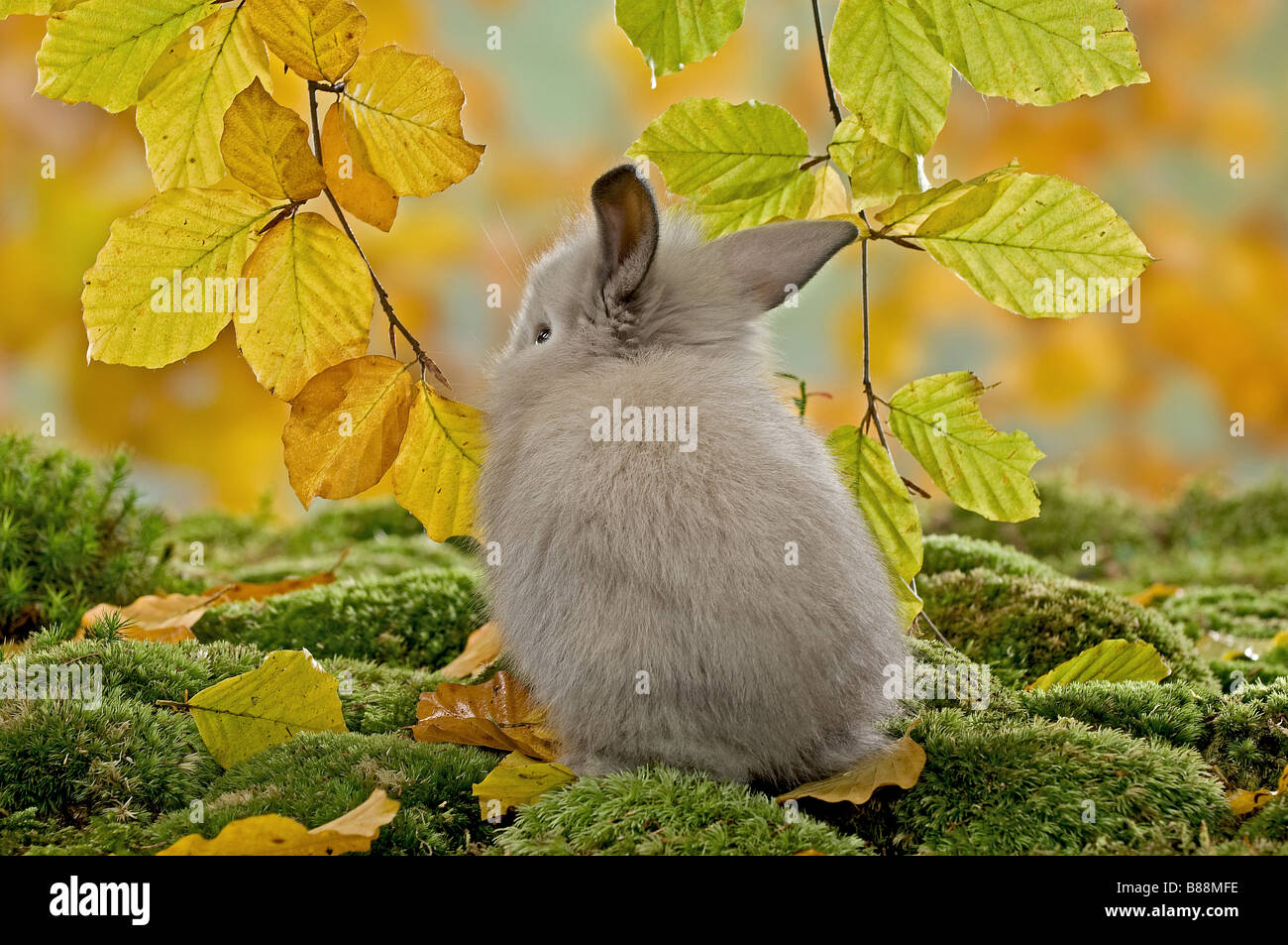 Giovani dwarf rabbit su moss Foto Stock