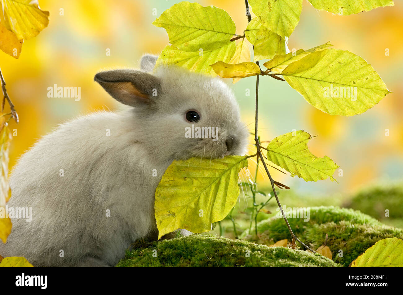 Giovani dwarf rabbit munching leaf Foto Stock