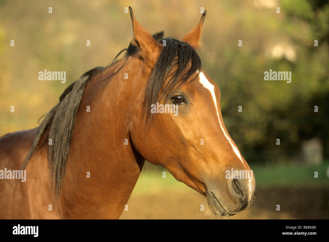 Arabian Horse (Equus caballus), ritratto Foto Stock