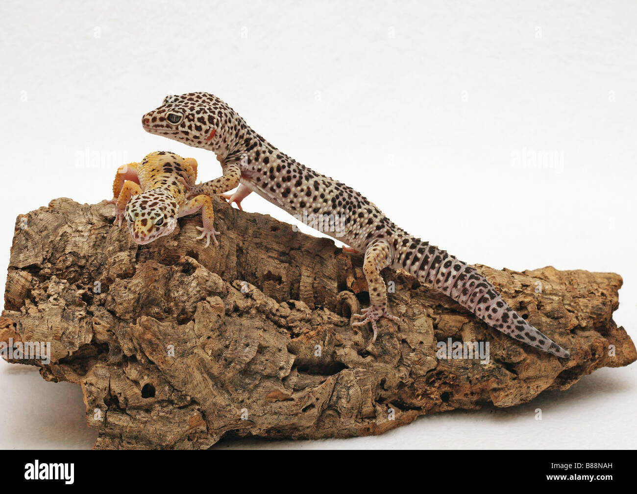 Due Leopard gechi / Eublepharis macularius Foto Stock