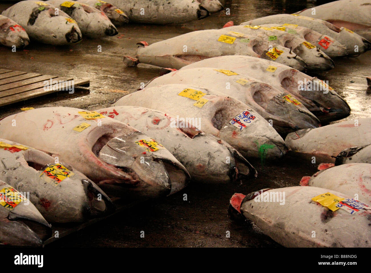 Tonno congelato presso il mercato del pesce di Tsukiji, Tokyo Foto Stock