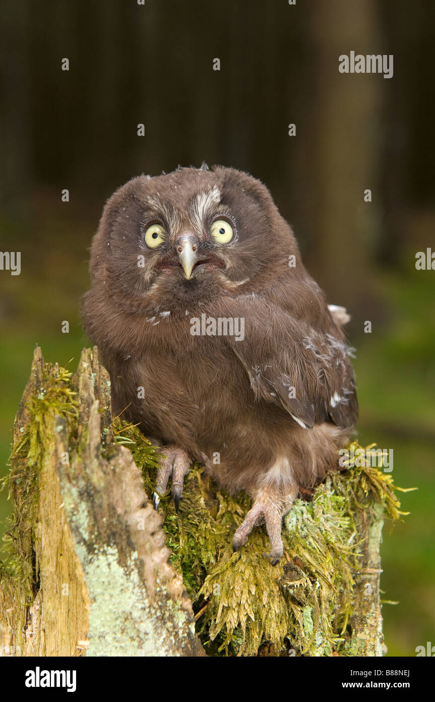 Giovani civetta capogrosso - seduta sul ceppo di albero Foto Stock