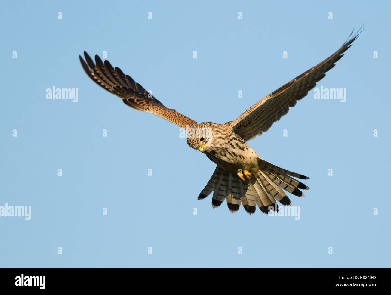 Il Gheppio comune - battenti / Falco tinnunculus Foto Stock