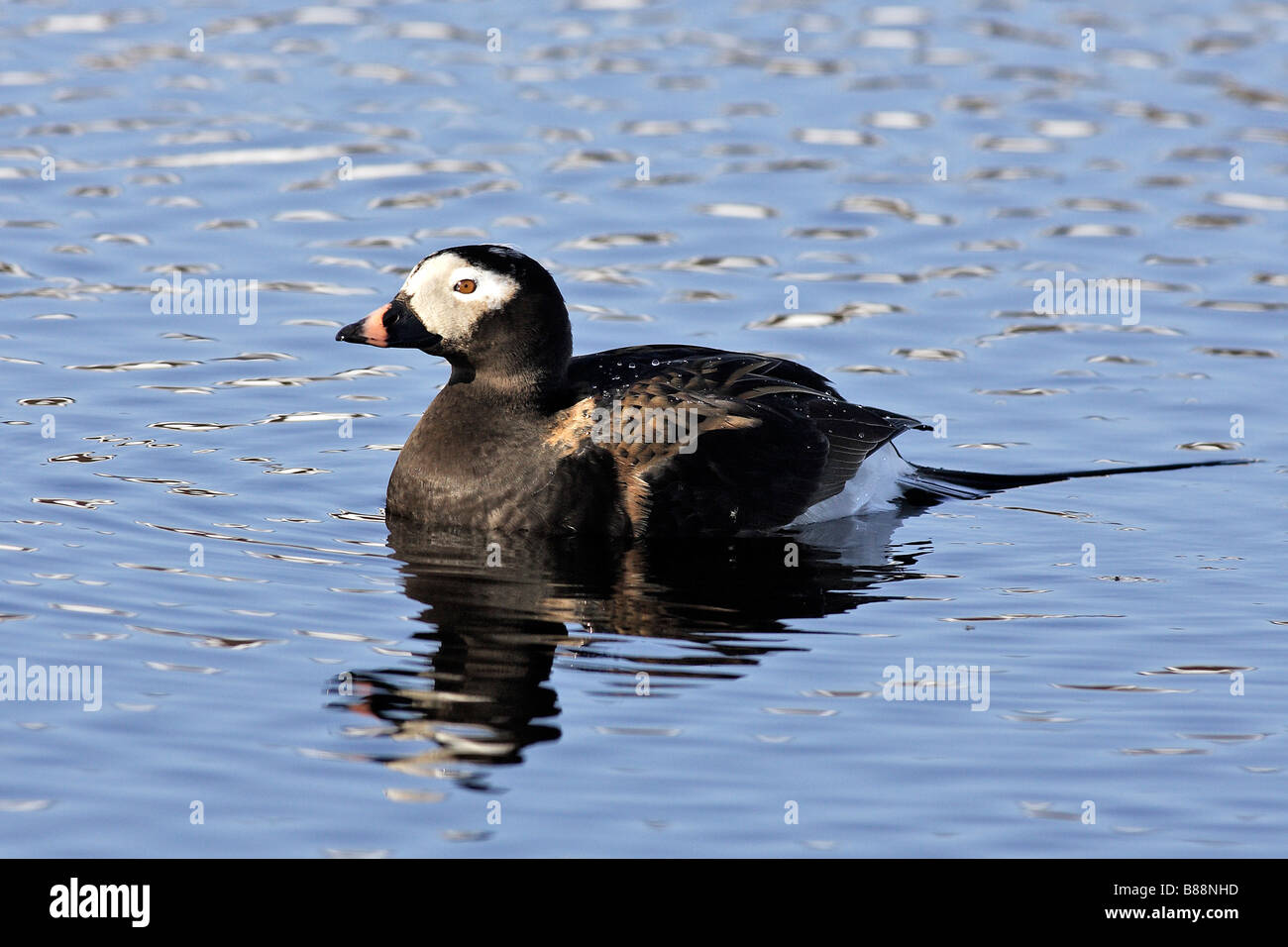 Long-tailed Duck (Clangula hyemalis), Drake su acqua Foto Stock