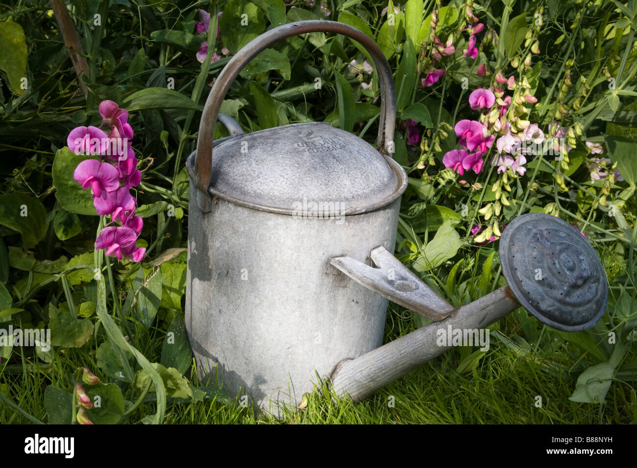 Galvanized annaffiatoio in mezzo di piselli dolci in un giardino del Surrey Surrey, Inghilterra. Foto Stock