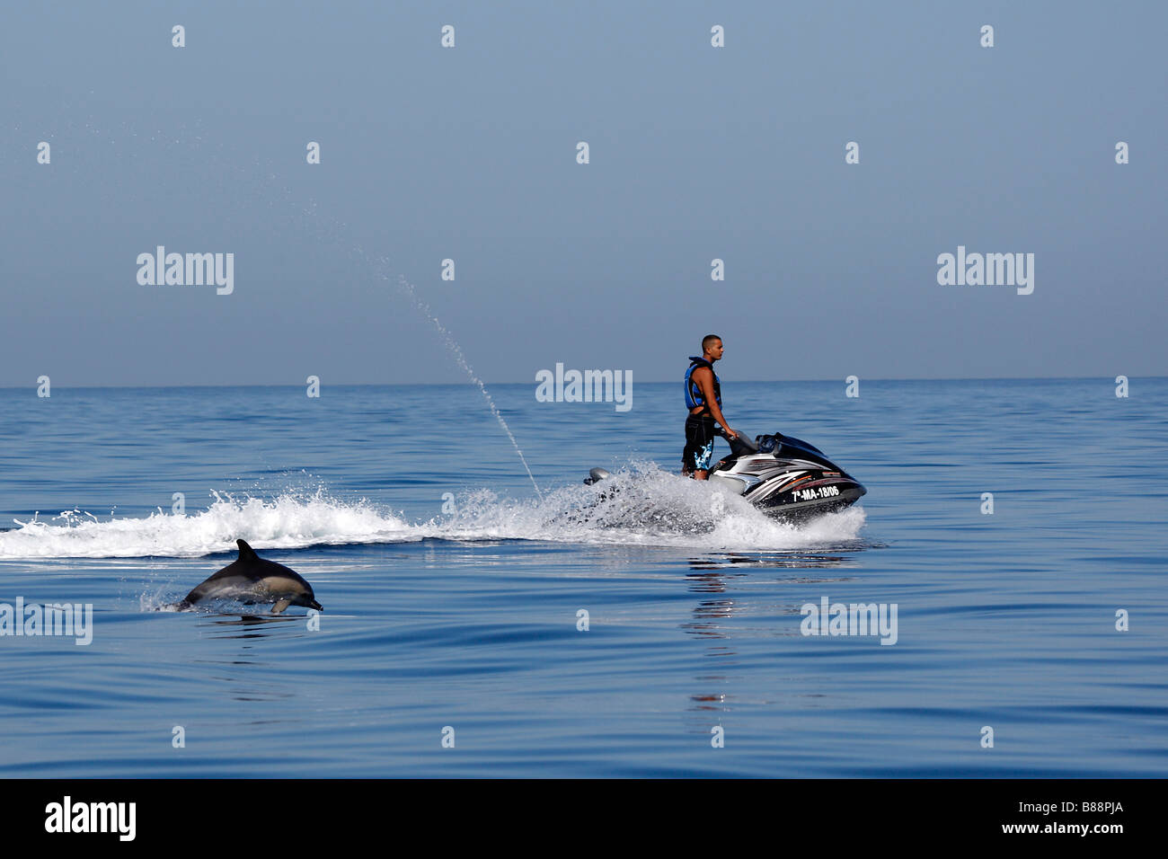 Delfino comune, a breve becco delfino comune (Delphinus delphis) violare vicino al getto sci nello Stretto di Gibilterra. Foto Stock