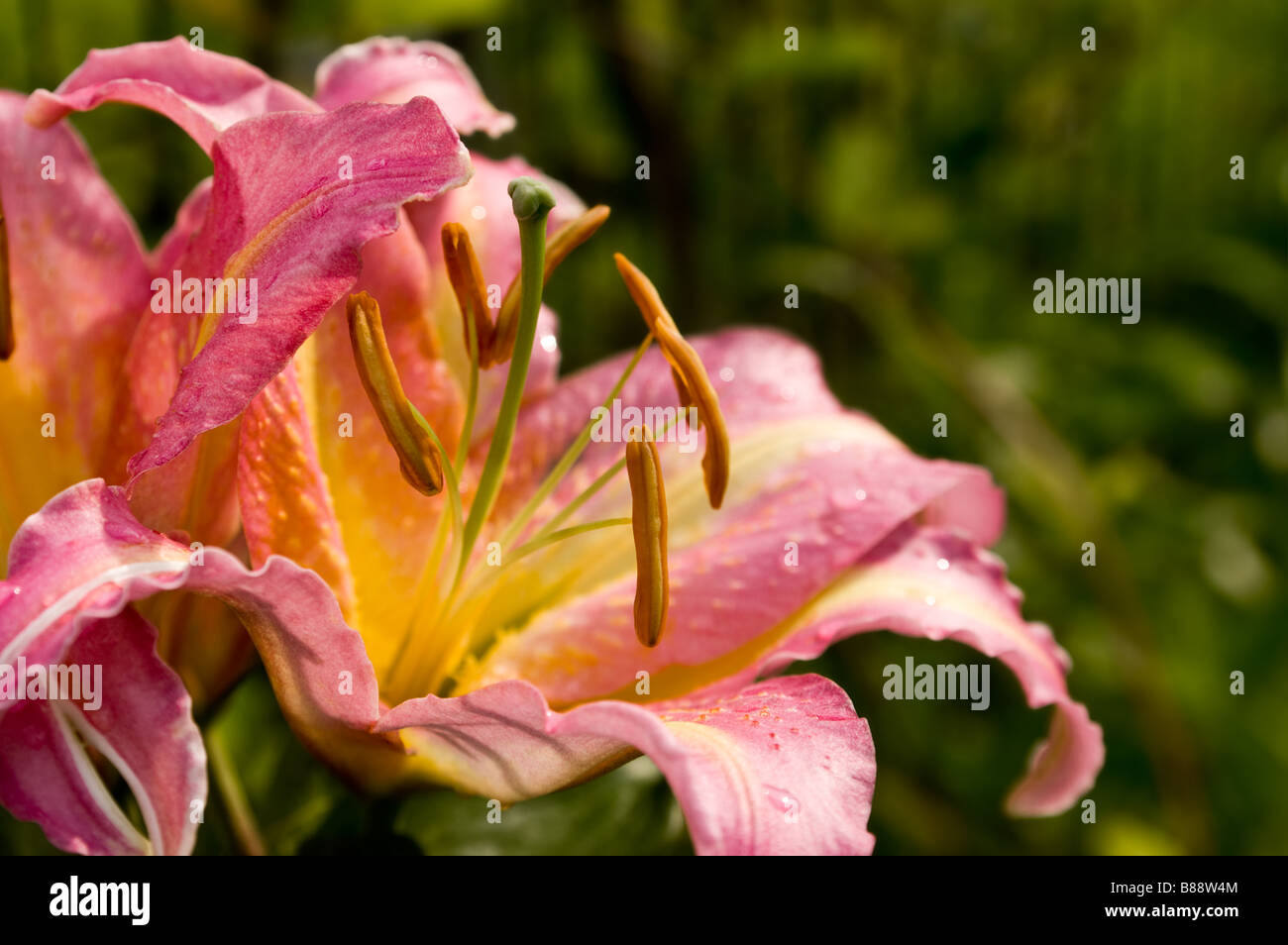 Close-up di un rosa lilium (focus su stami) Foto Stock