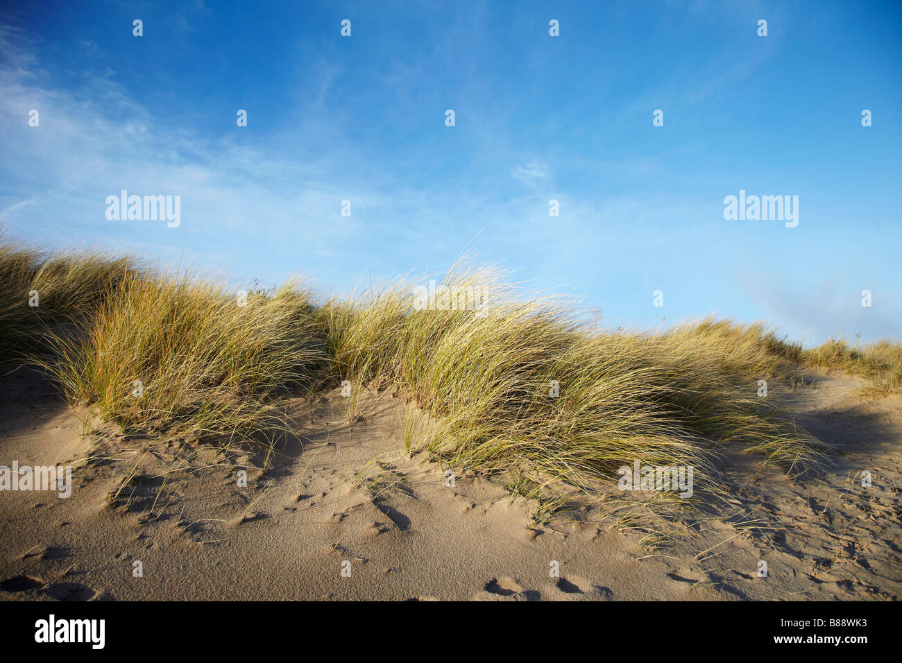 Marram Grass (Ammophila arenaria) sulle dune di sabbia in Port Eynon Bay, Gower, South Wales, Regno Unito Foto Stock
