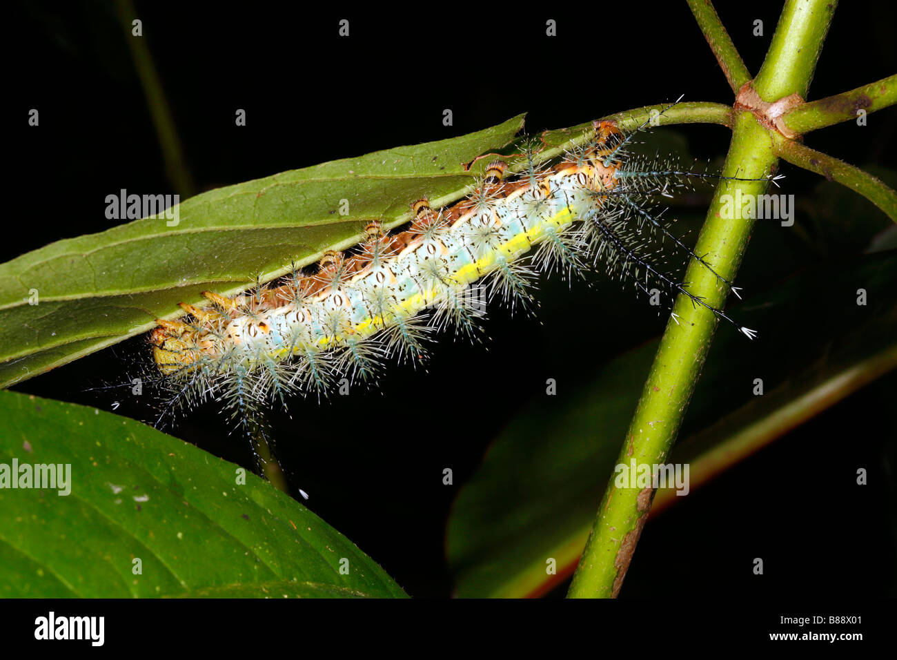 Caterpillar nella foresta amazzonica Foto Stock