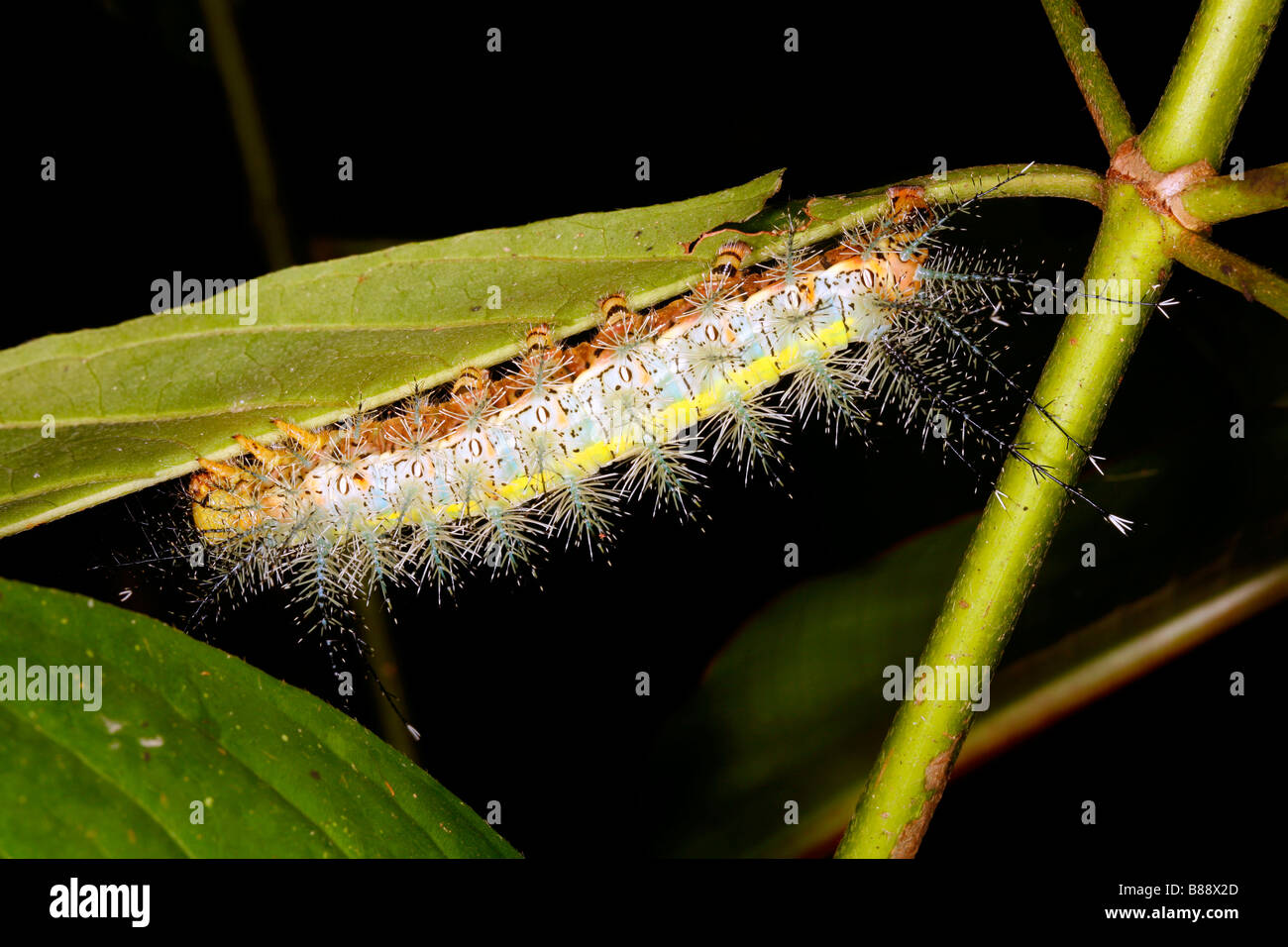 Caterpillar nella foresta amazzonica Foto Stock