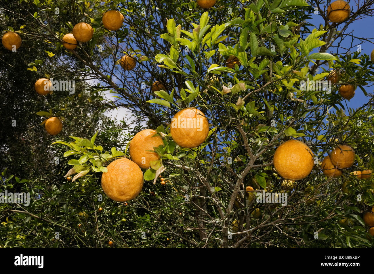 Hybrid C Trifoliate orange Citrus sp X Poncirus trifoliata questo ibrido è un tentativo di razza più fredda di agrumi hardy Foto Stock