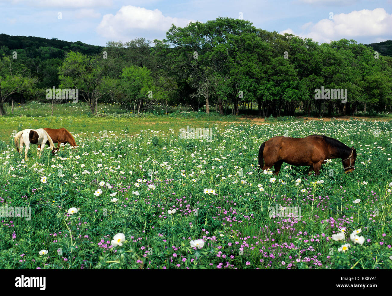 Stati Uniti d'America, Texas, Burnett County. I cavalli in campo bianco papavero coccolone (Argemone albiflora) e prairie verbena. Foto Stock