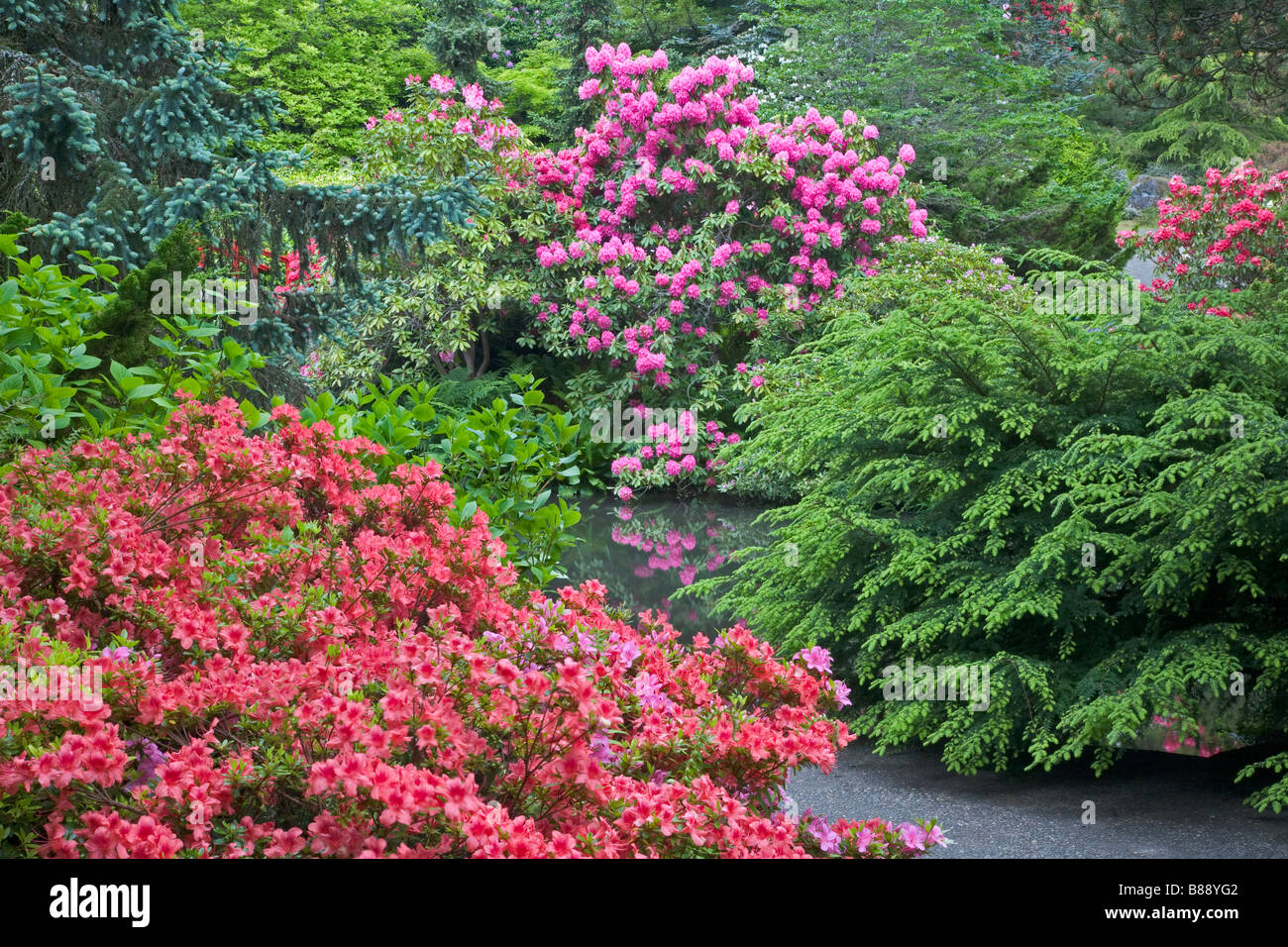 Seattle WA Kubota Garden City Park rhododenron fioritura e arbusti sagomata a circondare una passerella per un laghetto in giardino Foto Stock