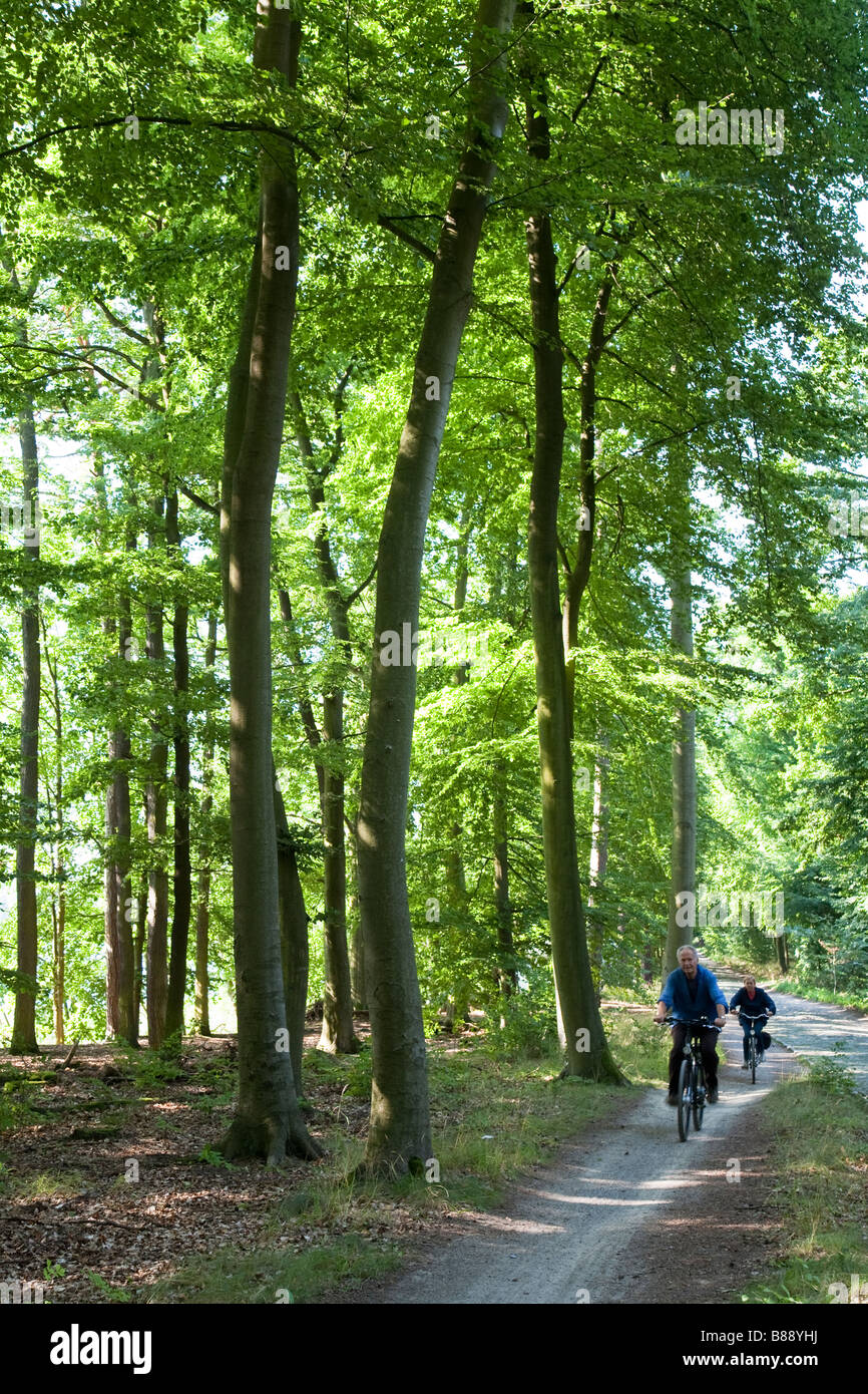 Due persone ciclismo su pista attraverso la foresta vicino Tollensesee Germania Foto Stock