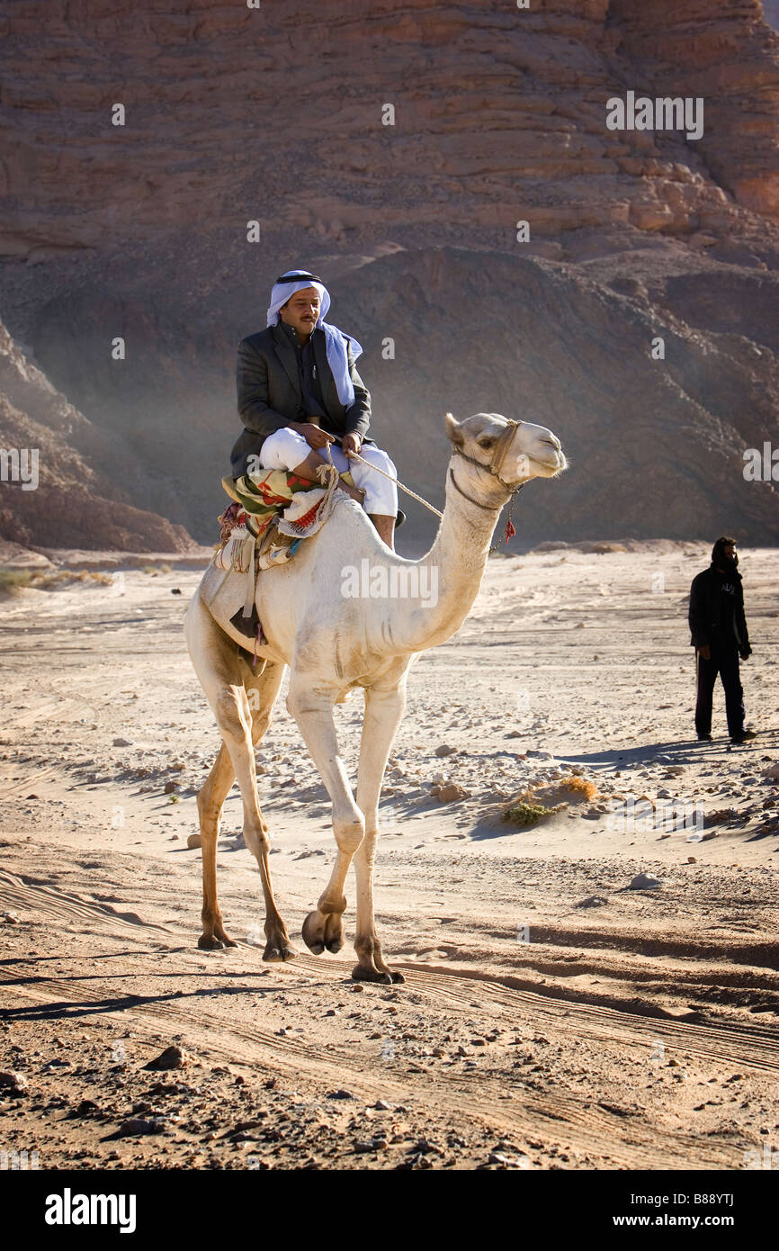 Bedouin cavalcando un cammello, Dahab, Egitto Foto Stock