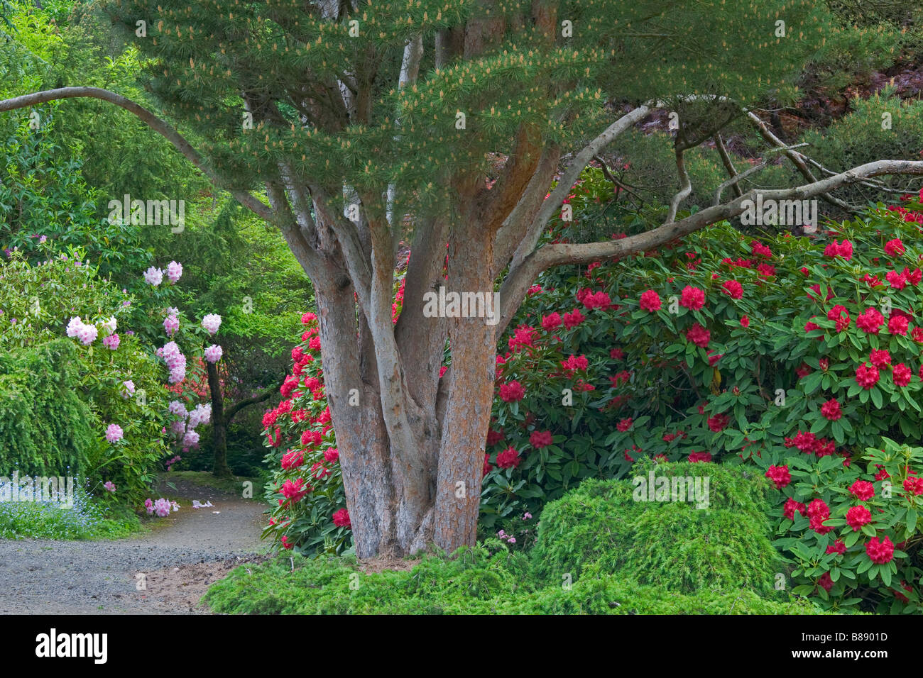 Seattle WA Kubota Garden City Park un multi trunked pine e fioritura di rododendro proteggere un percorso nascosto Foto Stock