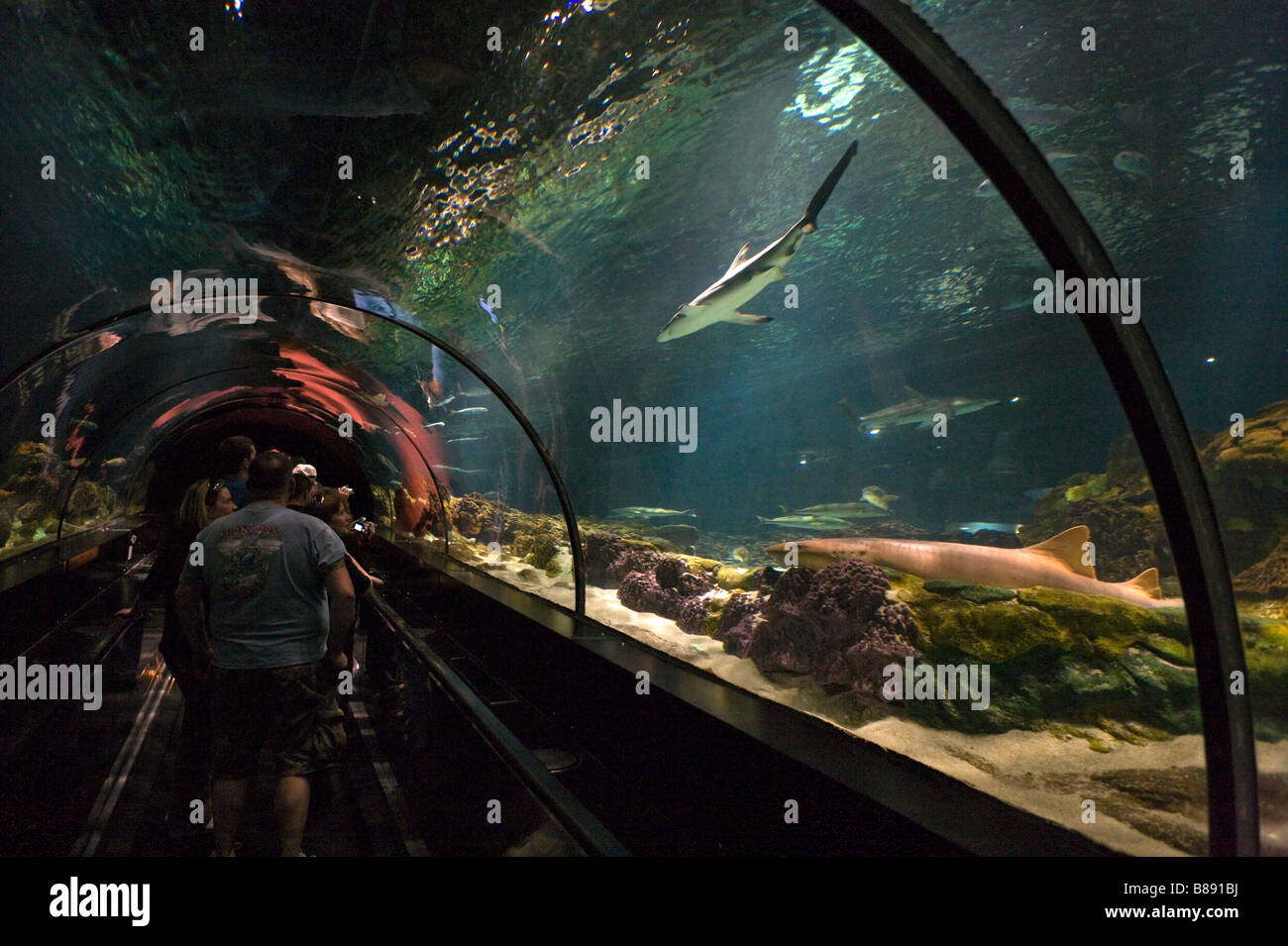 La visione subacquea tunnel al Shark incontro, Sea World di Orlando, Florida centrale, STATI UNITI D'AMERICA Foto Stock