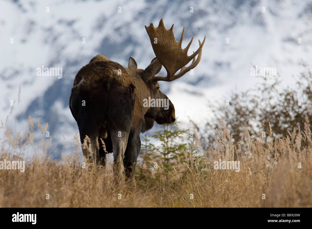 Bull Moose Alces alces rientrano in Alaska Foto Stock