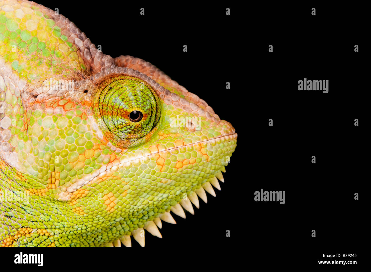 Testa e le caratteristiche facciali di un velato camaleonte, Chamaeleo calyptratus Foto Stock