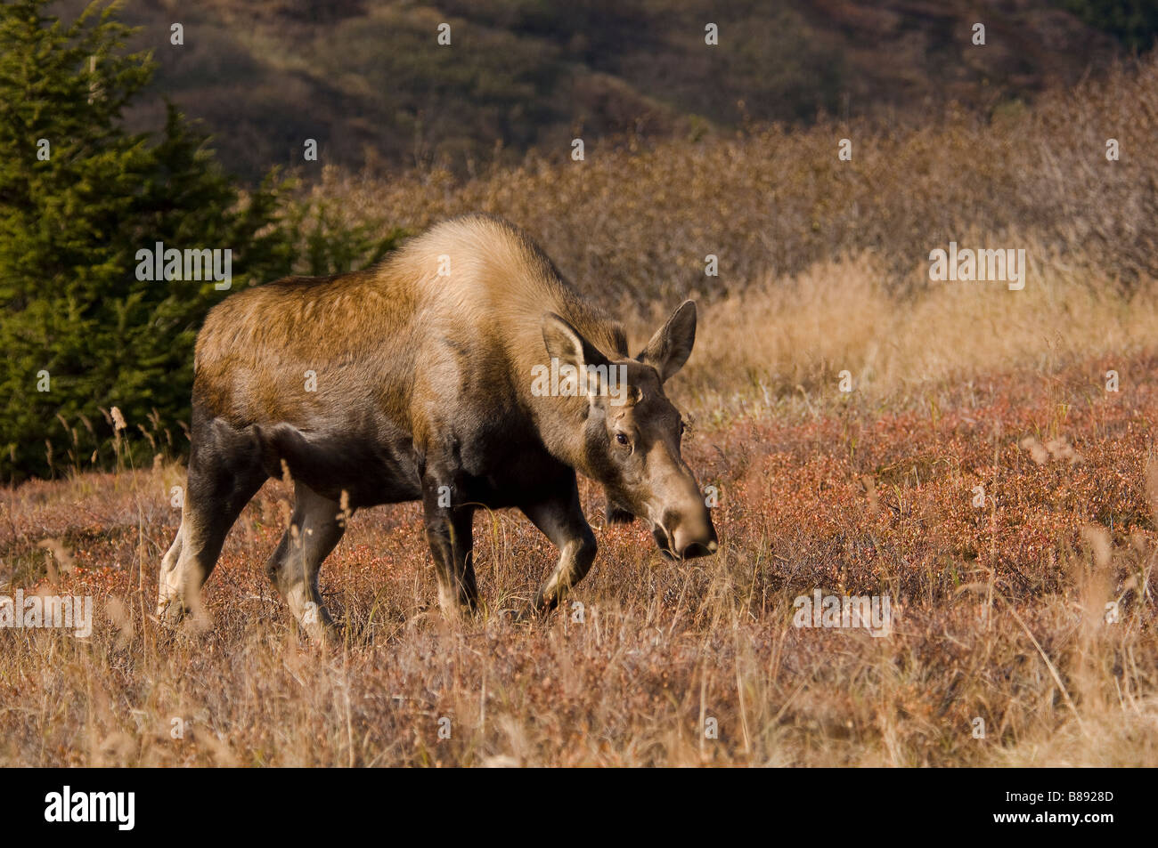 Mucca alci Alces alces rientrano in Alaska Foto Stock