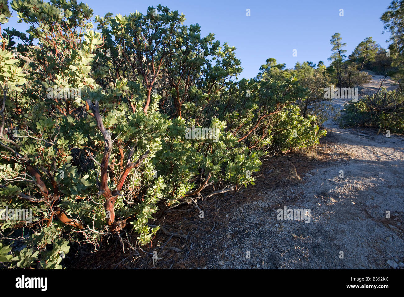 Linea Manzanitas il sentiero Big Bug sul Monte Lemmon Santa Catalina Mountains, Tucson. Arizona. Foto Stock