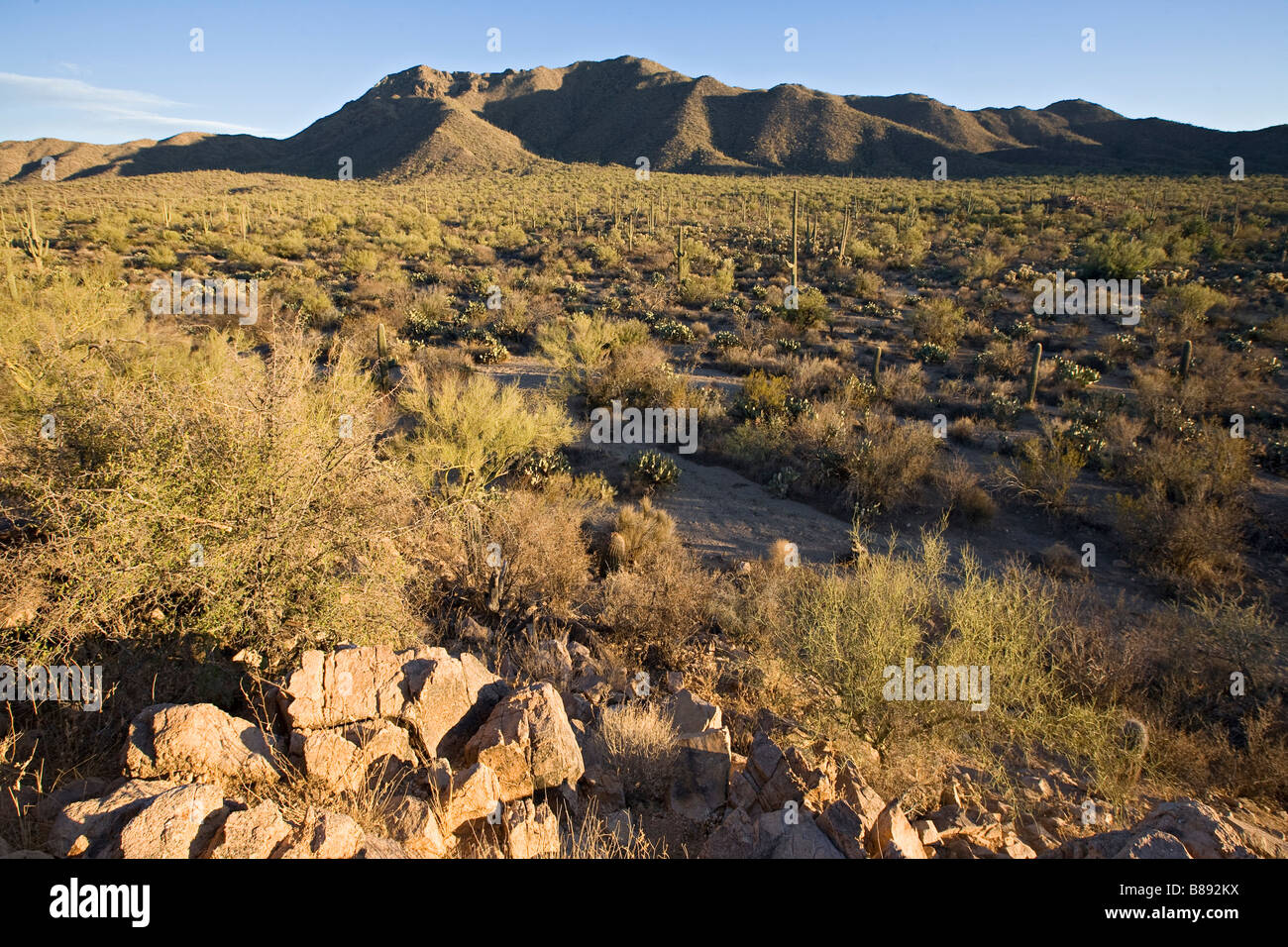 Parco nazionale del Saguaro West Tucson in Arizona Foto Stock