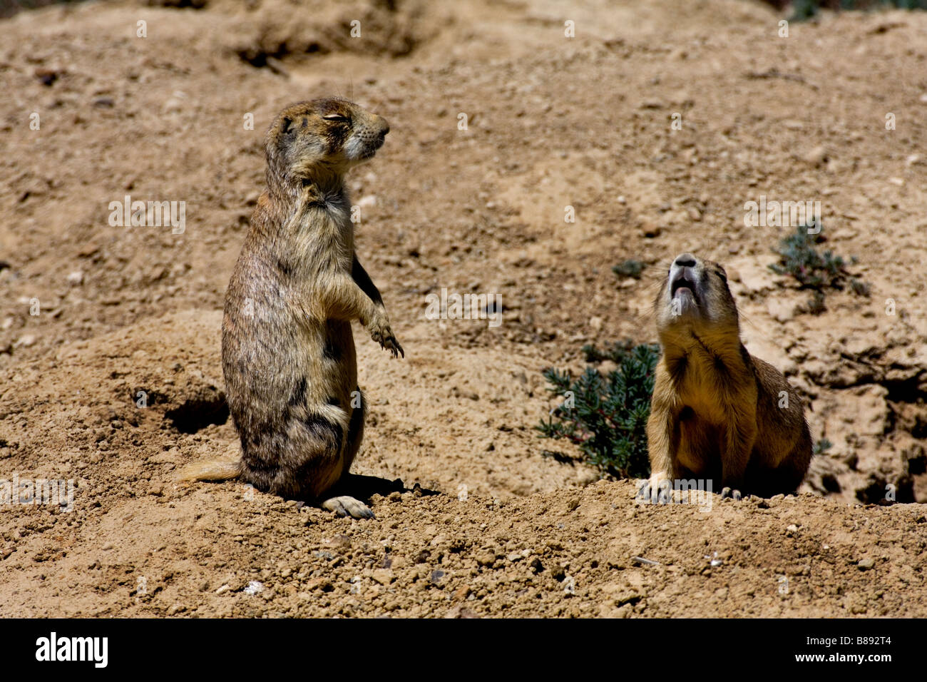 Chiamando UTAH PRAIRIE DOG, Cynomys cynomys, Foto Stock