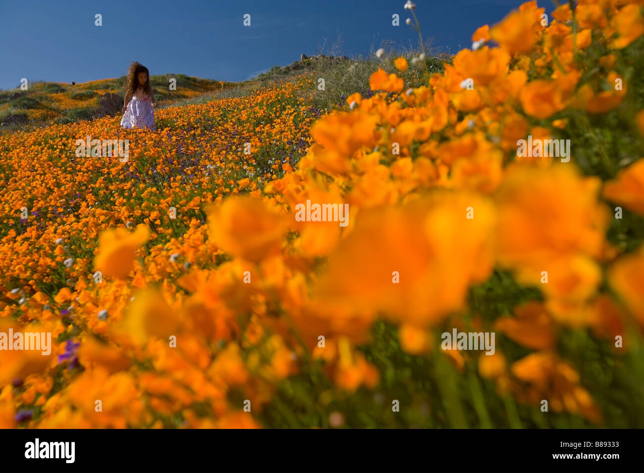 Bambina 7 anni picking california poppies off di una collina nel lago di Elsinore riverside county california usa MR Foto Stock