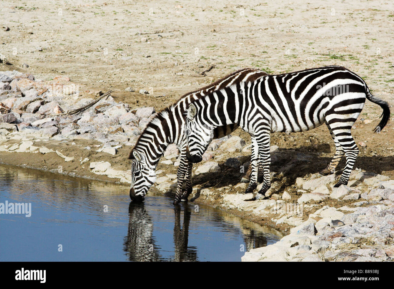 Due burchell s zebre acqua potabile Foto Stock