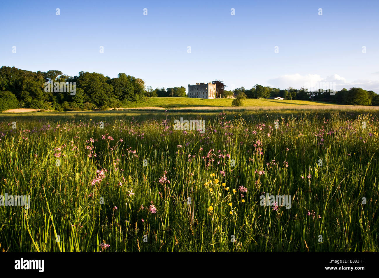 Scenic paesaggio irlandese con i fiori di prato riempita con un castello irlandese a distanza Foto Stock