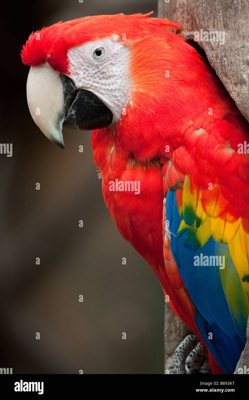 Rosso blu e giallo macaw pappagallo in un foro in una struttura ad albero. Foto Stock