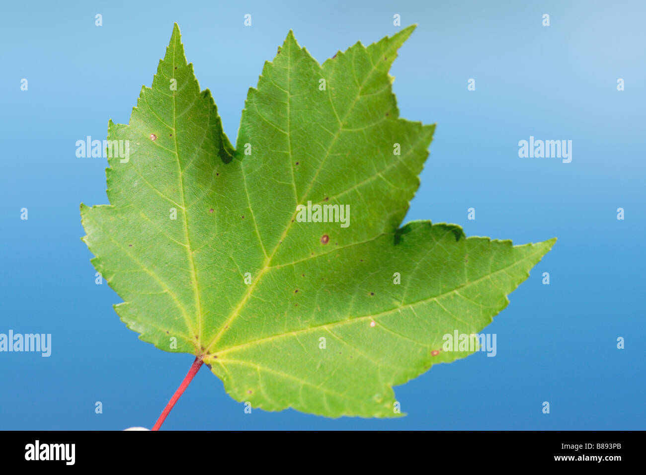 Un rosso maple leaf Foto Stock