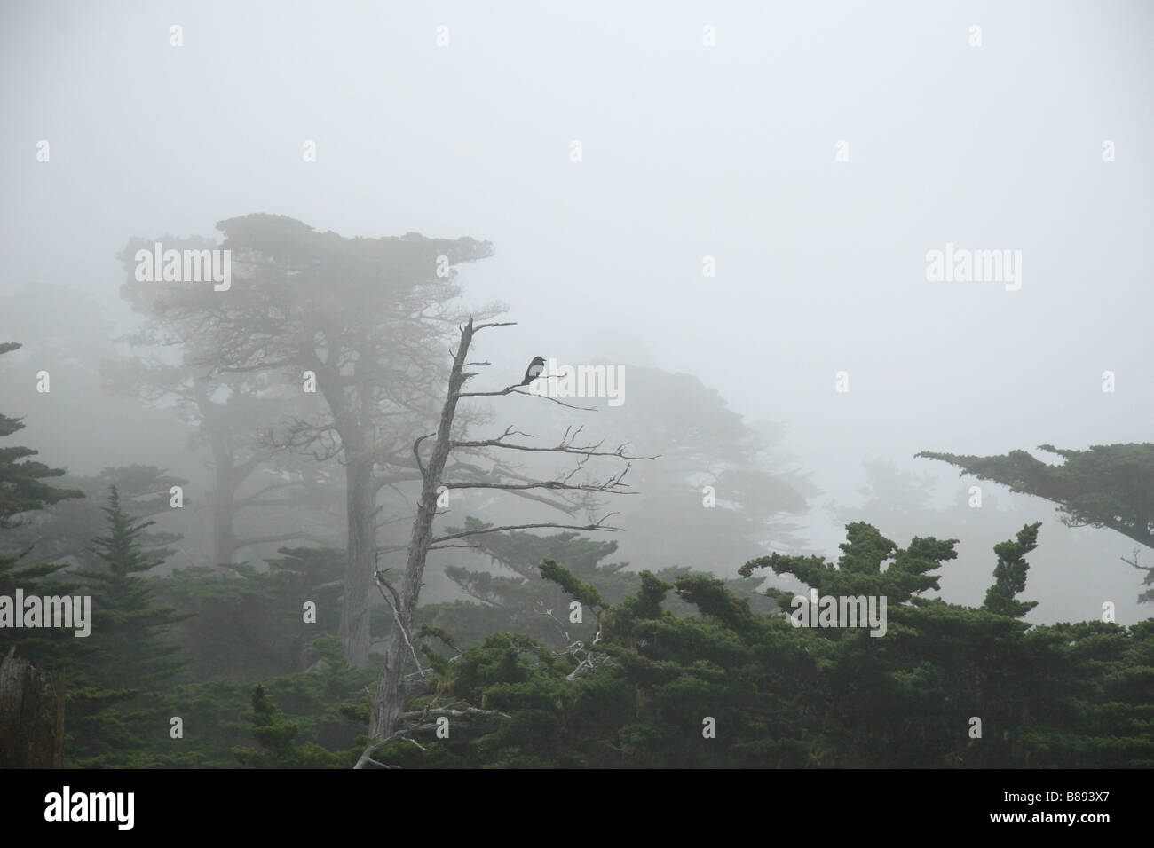 Corvo morto sul tronco di albero sulla costa di nebbia, Pebble Beach in California. Foto Stock