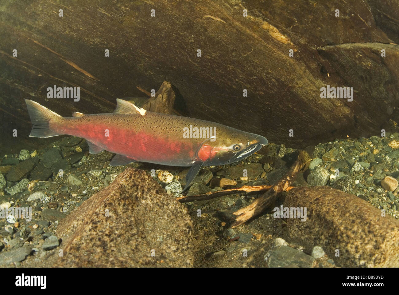 Coho Salmone Salmone Argento Oncorhynchus kisutch Juneau Alaska Foto Stock