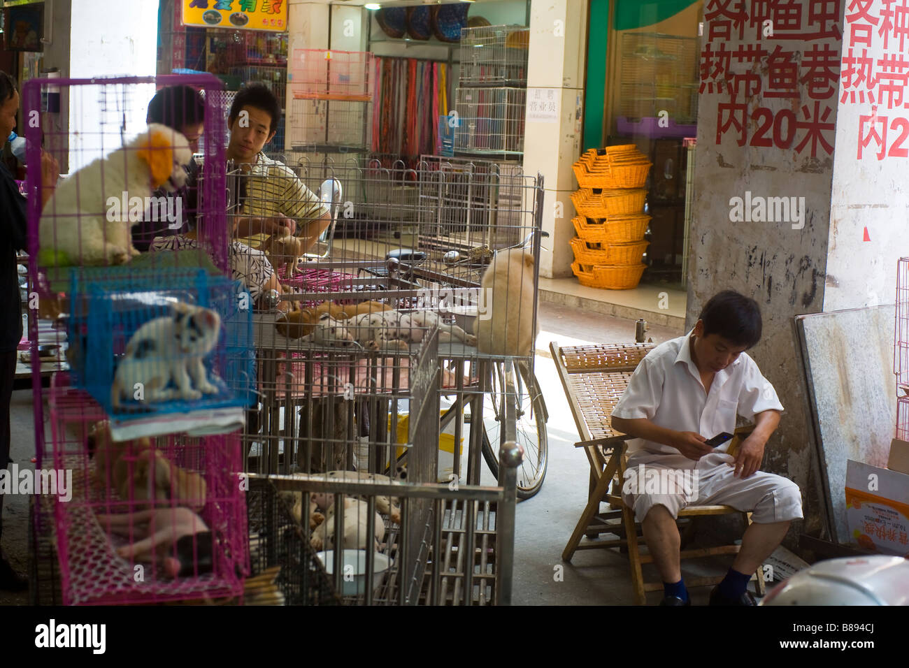 Mercato del Pet in Nanjing, Cina. Foto Stock
