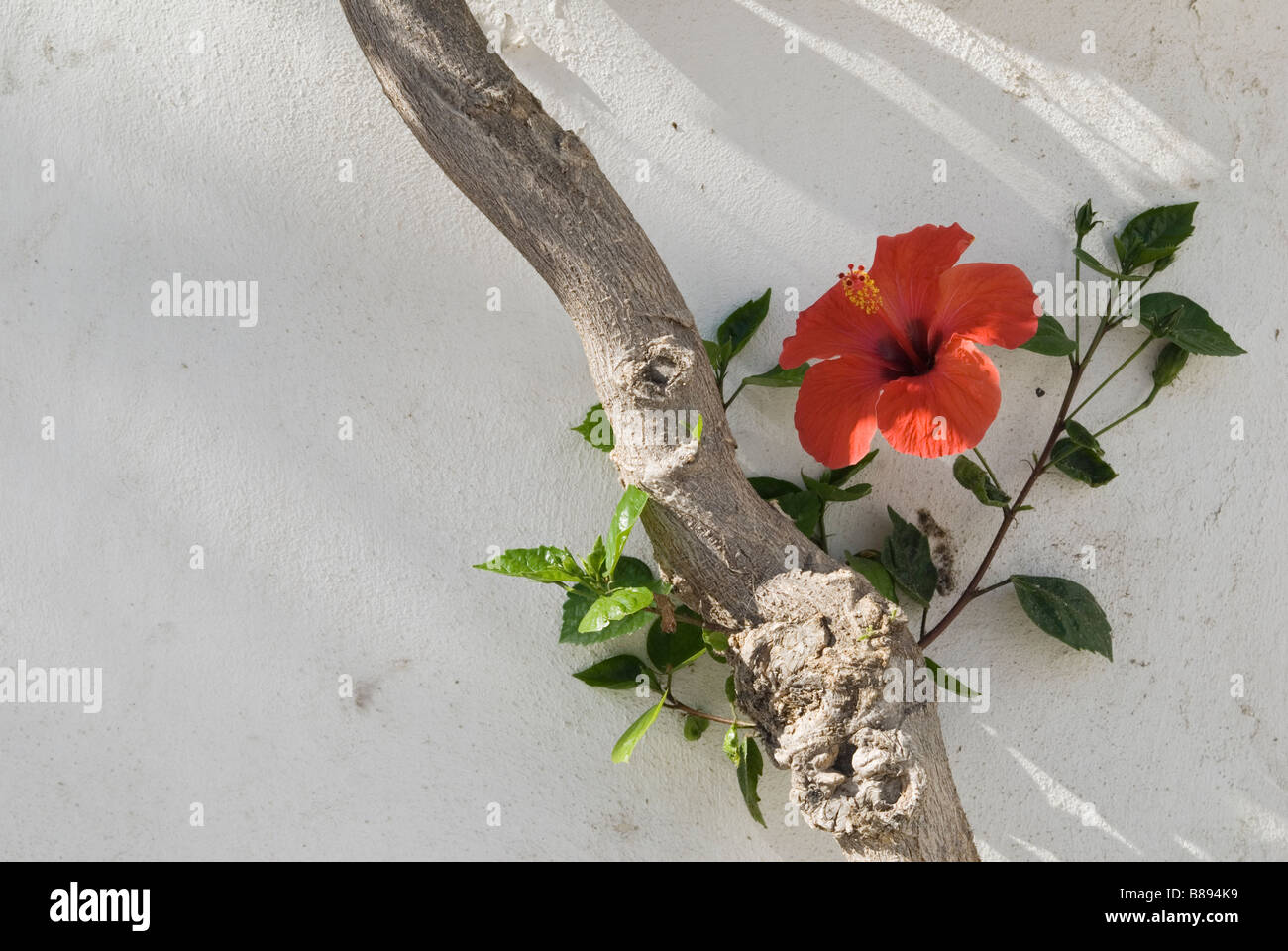 Un rosso di fiori di ibisco contrasta con una parete dipinta di bianco in luce filtrata in Parikia sull isola di Paros Grecia Foto Stock