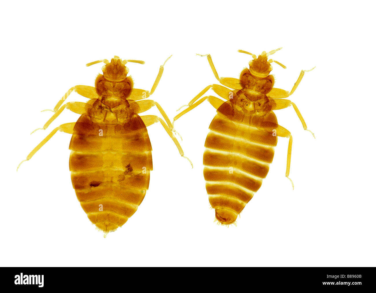 Bed-bug (Lepinotus reticulatus) maschio e femmina. su sfondo bianco. Foto Stock
