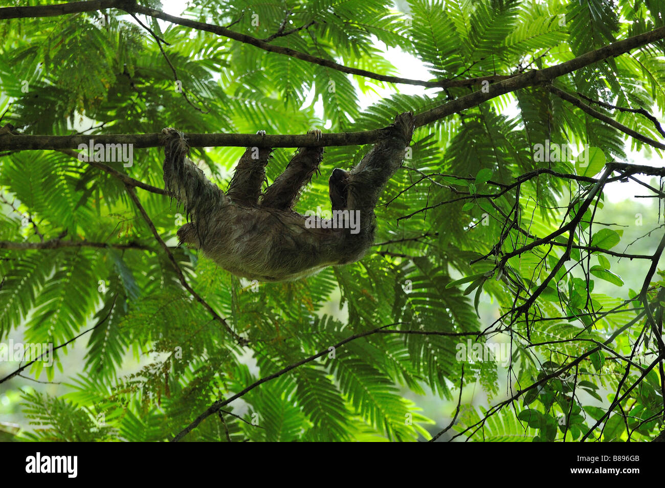 Il bradipo Foto Stock