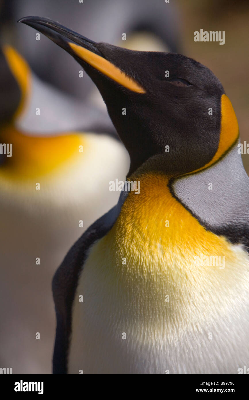Re pinguino, (Aptenodytes patagonicus) sulle Isole Falkland Foto Stock