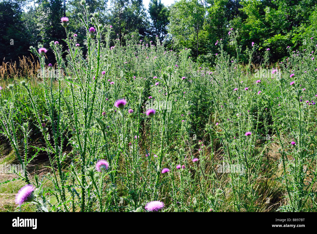 Campo infestati con thistle Foto Stock