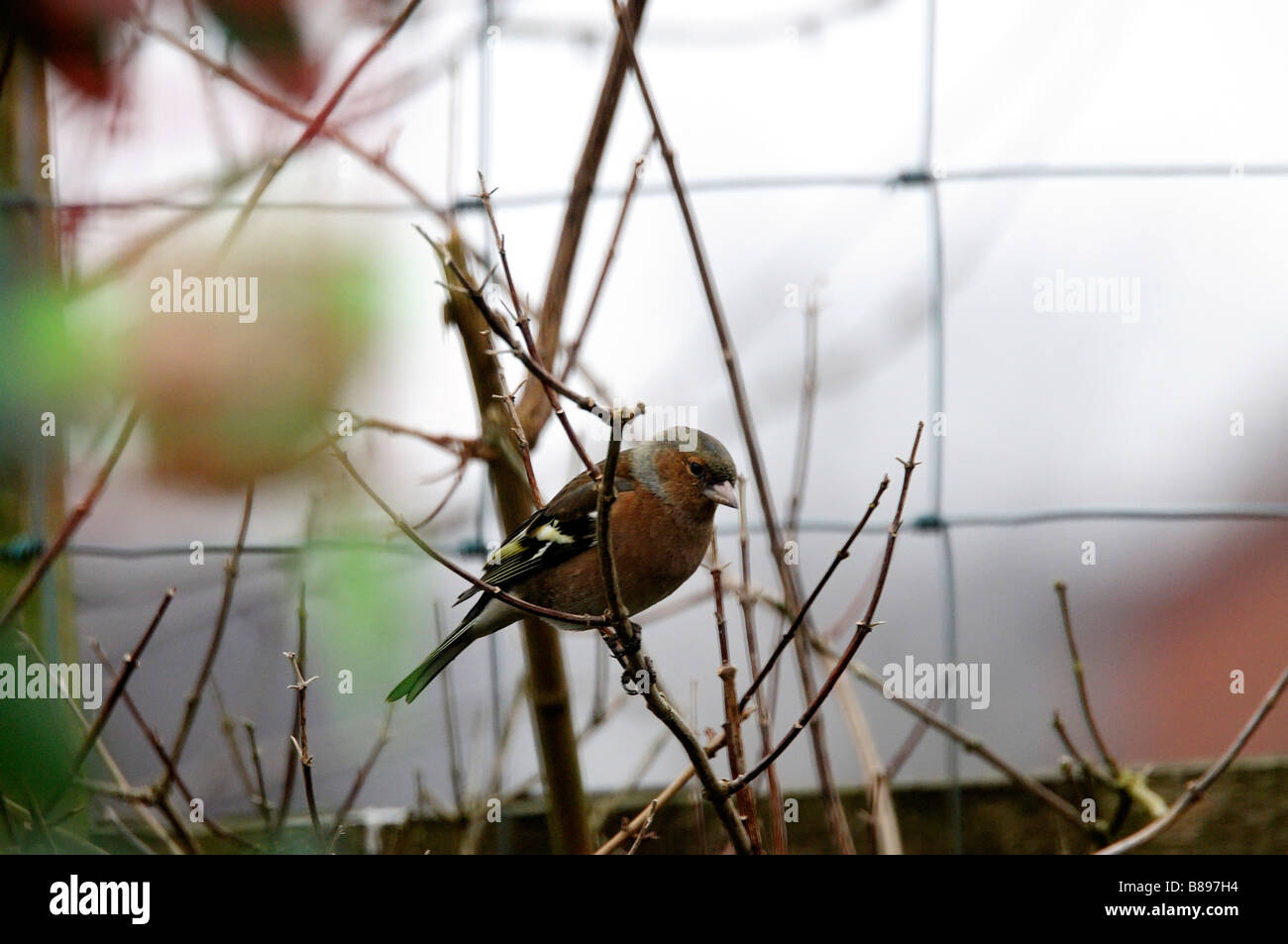 Il fringuello è il Regno Unito s seconda più comuni Breeding Bird ed è probabilmente il più colorato del Regno Unito s finches Foto Stock