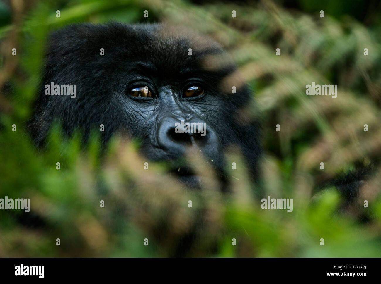 Un gorilla di montagna, gorilla gorilla beringei, guarda attraverso le felci e foglie nel Parco Nazionale dei Vulcani in Rwanda Africa Foto Stock