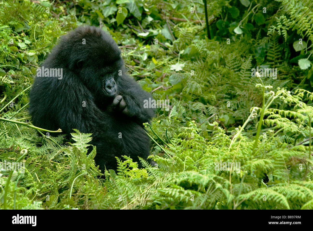 Gorilla di Montagna, gorilla gorilla beringei, detiene la mano e il pollice a bocca nel Parco Nazionale dei Vulcani in Rwanda Afric centrale Foto Stock