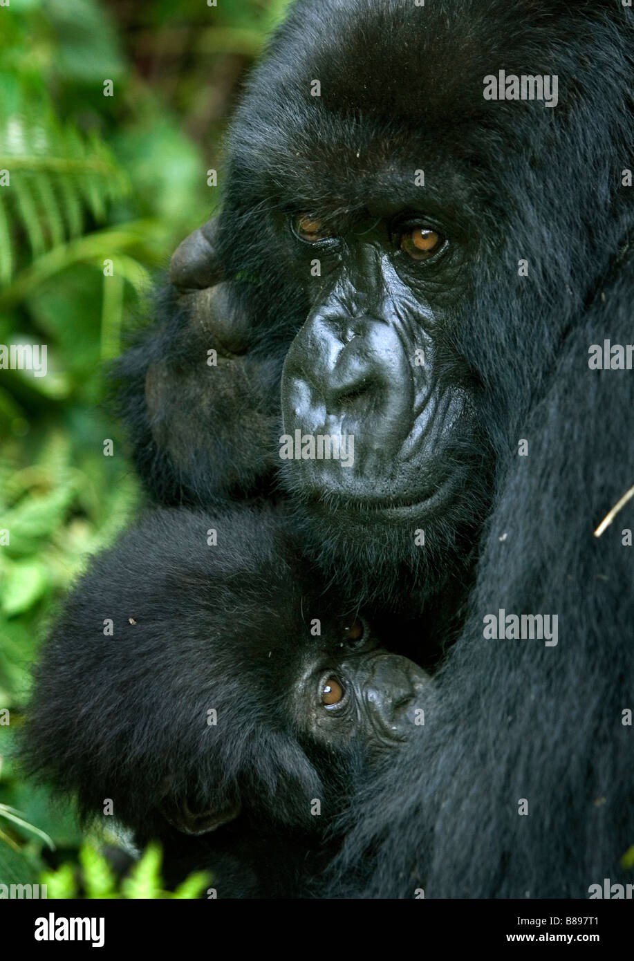Madre alimenta baby gorilla di montagna gorilla gorilla beringei nel Parco Nazionale dei Vulcani nel nord-ovest del Ruanda Africa centrale Foto Stock