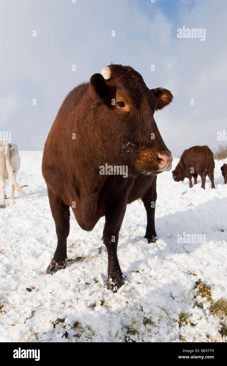 Sussex bovini di razza su South Downs, Sussex, Regno Unito in inverno Foto Stock
