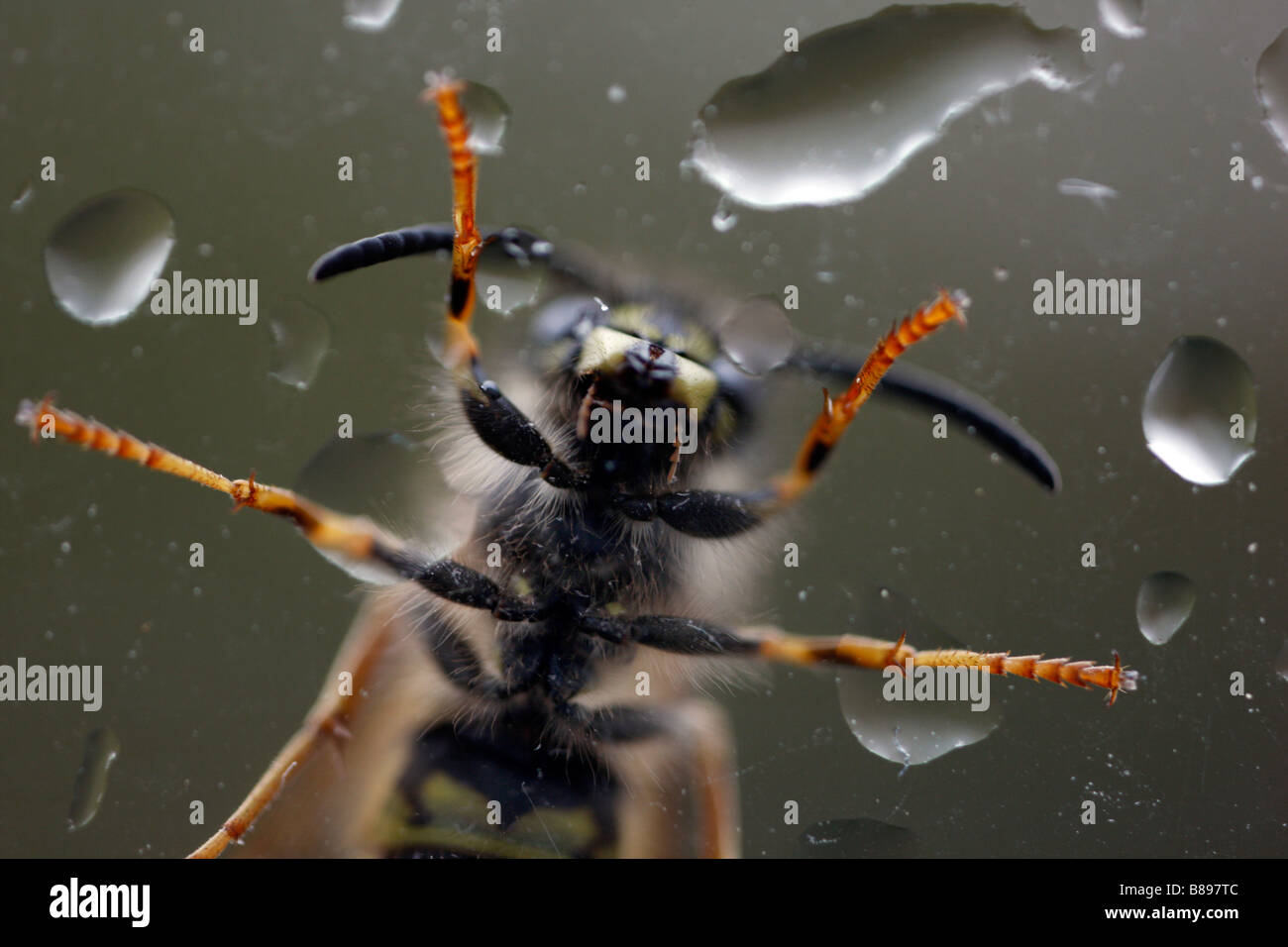 Una vespa in un vetro di finestra di pioggia Foto Stock
