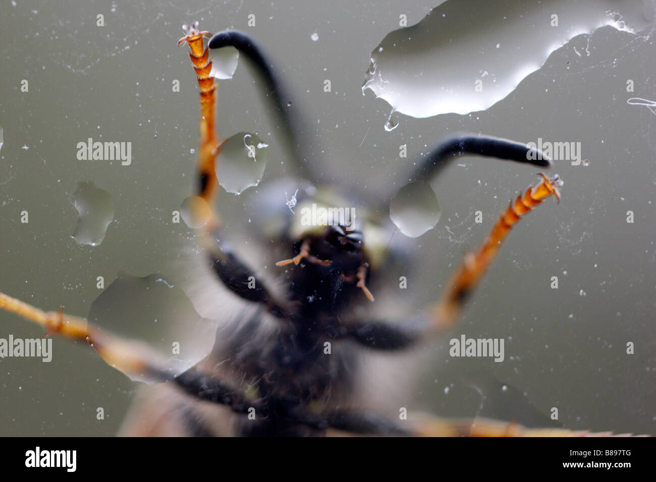Una vespa in un vetro di finestra di pioggia Foto Stock