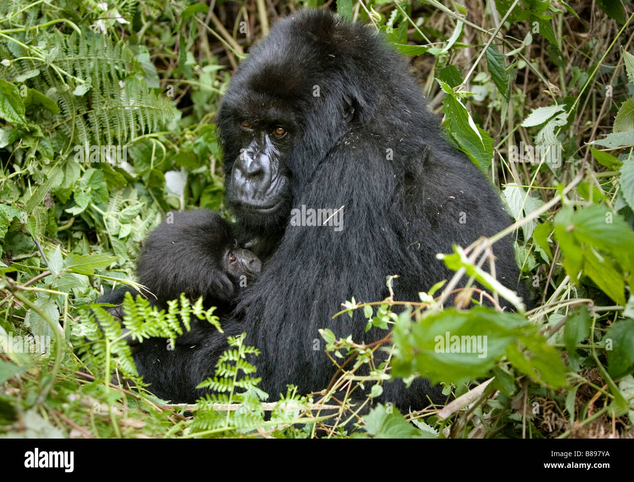 Madre alimenta baby gorilla di montagna gorilla gorilla beringei nel Parco Nazionale dei Vulcani nel nord-ovest del Ruanda Africa centrale Foto Stock