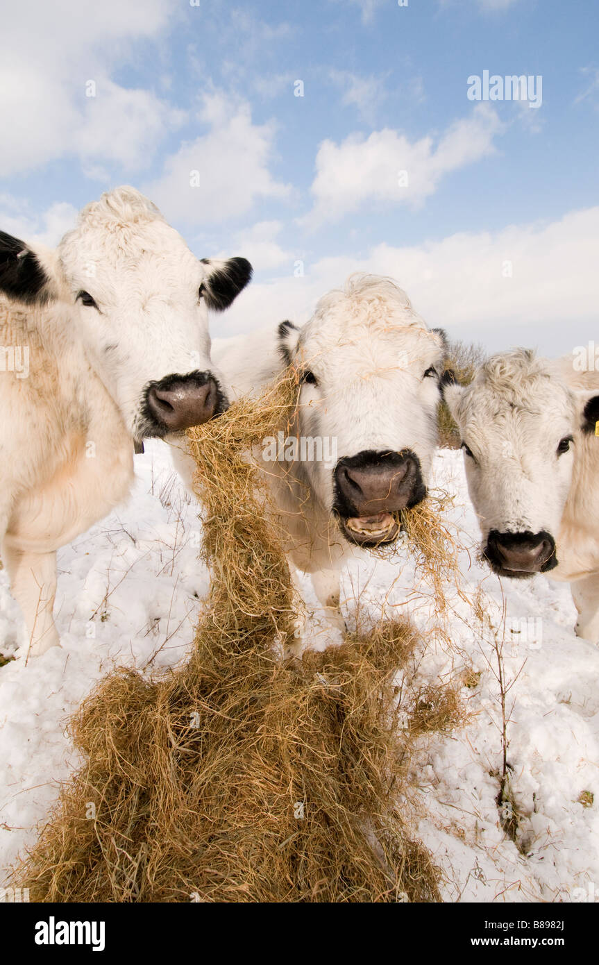 "British bianchi " mucche mangiano fieno in inverno Foto Stock