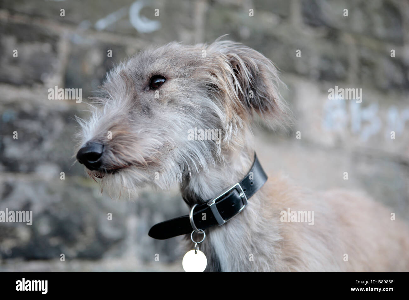 Ritratto di un Lurcher Foto Stock